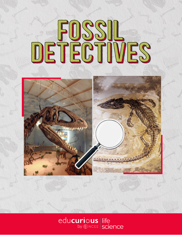 Fossil Detectives